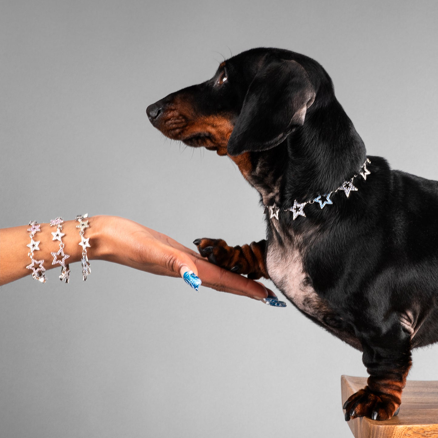 Zodiac the dog putting his paw in his humans hand wearing their matching SHAREWEAR accessories from zo so fly.