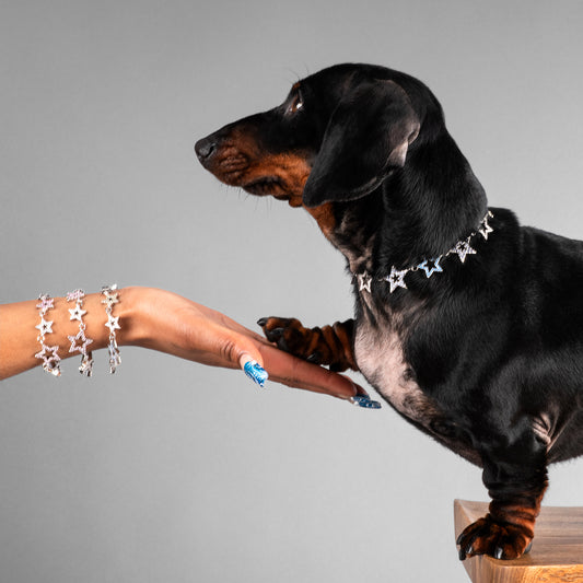 Zodiac the dog putting his paw in his humans hand wearing their matching SHAREWEAR accessories from zo so fly.